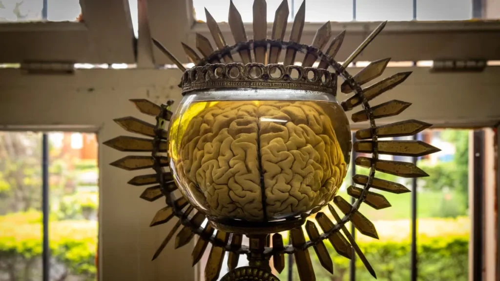 Exhibición de piezas neurológicas preservadas en el Museo del Cerebro