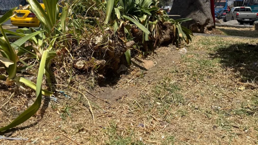 Madriguera de rata identificada por la UBA en el sector de La Gasca, Quito