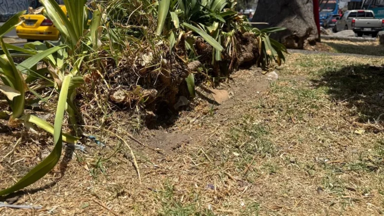 Madriguera de rata identificada por la UBA en el sector de La Gasca, Quito