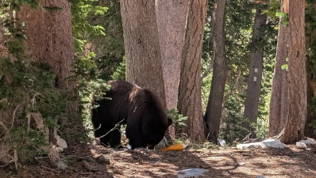 Oso negro cerca del lago Delta en el Parque Nacional Grand Teton, Wyoming