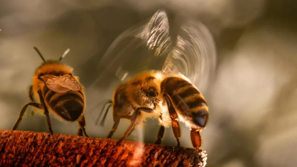 Abejas melíferas forrajeando sobre flores en un ecosistema diverso