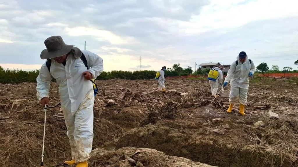 Plantación de banano afectada por inundaciones y controles agrícolas en El Oro