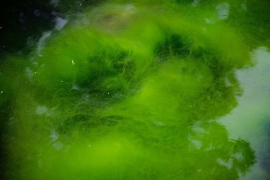 Una diminuta alga verde que reacciona a la luz sustenta el Premio Nobel de Medicina 2026