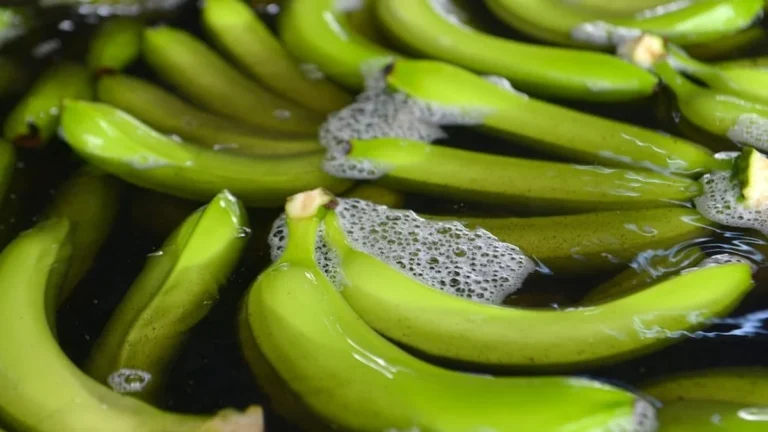 Banana Time 2026 en Guayaquil: sector bananero celebra récord de exportación