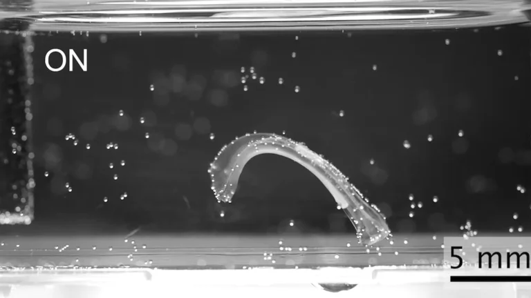 Microrobot biohíbrido en medio líquido de experimentación