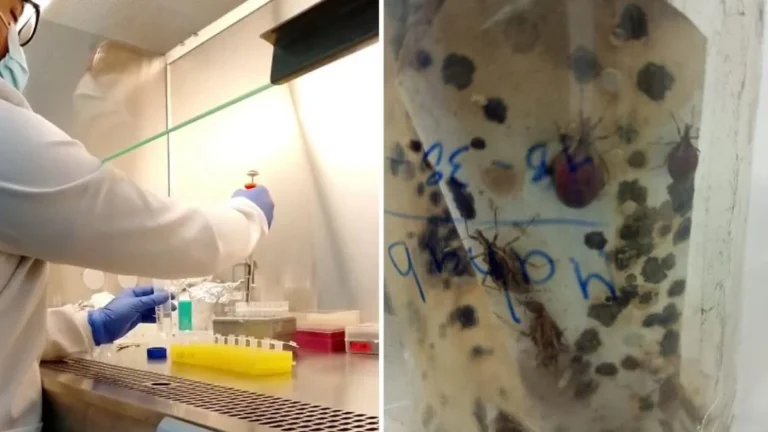 Microscopía del insecto chinchorro vector de la enfermedad de Chagas en laboratorio