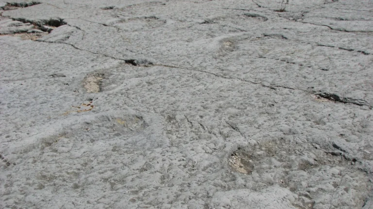 Rastro de pisadas fósiles sobre roca sedimentaria analizado por paleontólogos