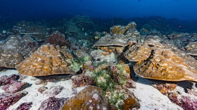 Océano Pacífico en el archipiélago de Galápagos donde se estudian cetáceos