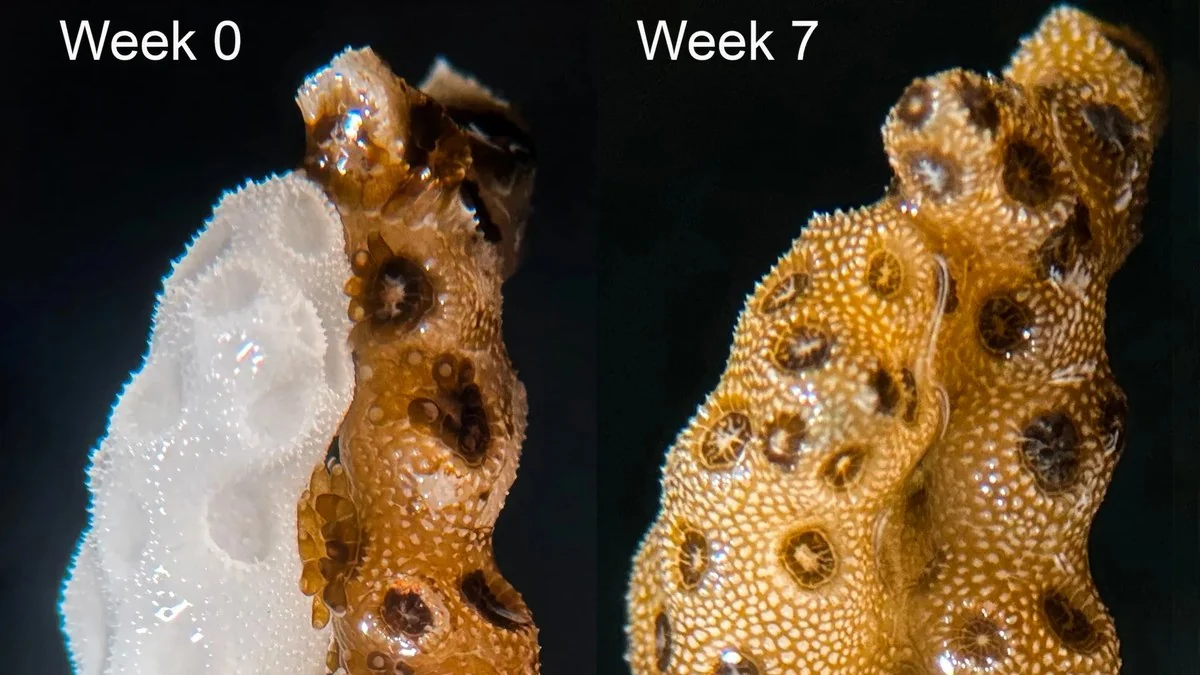 Restauración de arrecifes coralinos tras descubrimiento biológico