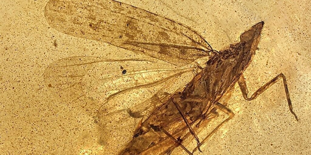 Descubren un insecto prehistórico intacto atrapado en ámbar de 99 millones de años