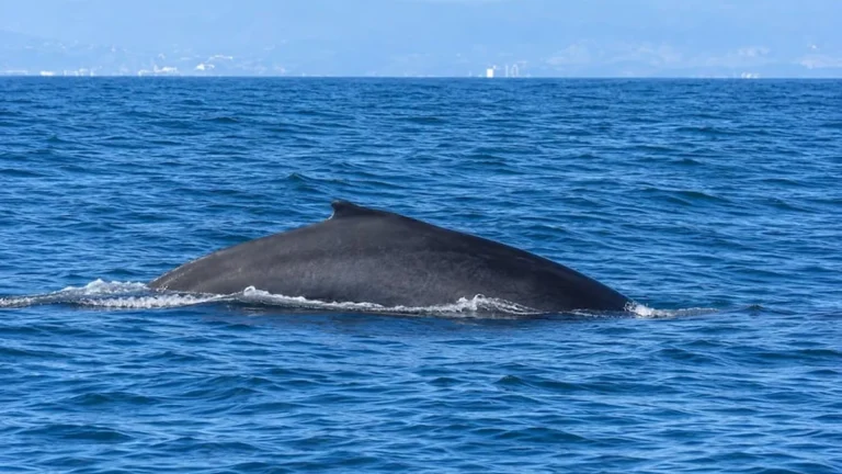 Turistas en lancha observando a una ballena jorobada en las costas de Puerto López