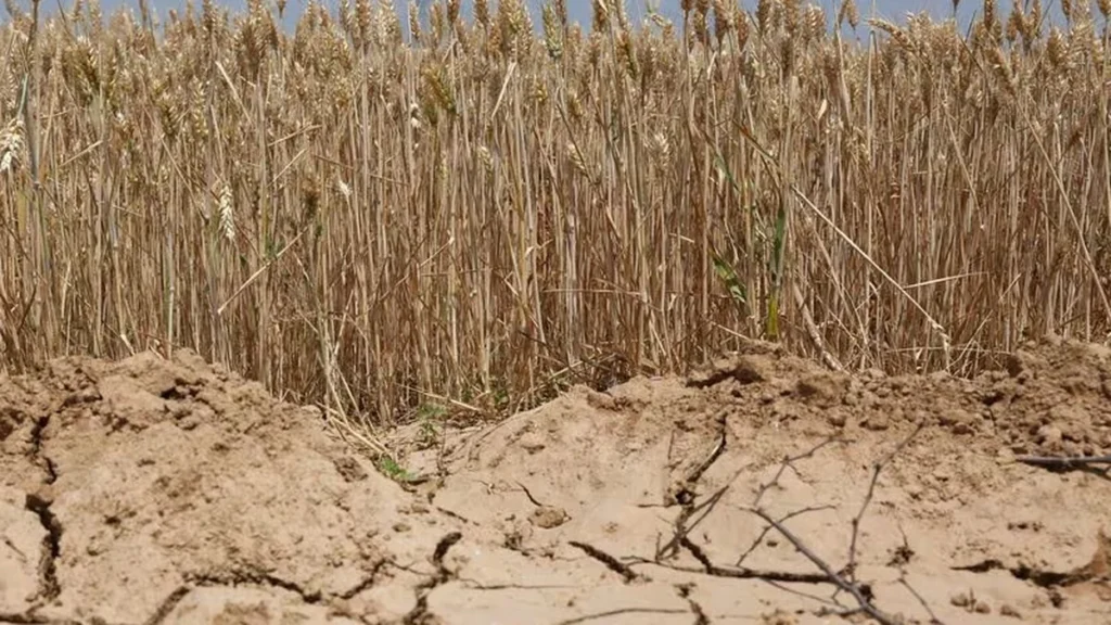 Agricultores asiáticos en campos de cultivo secos afectados por El Niño