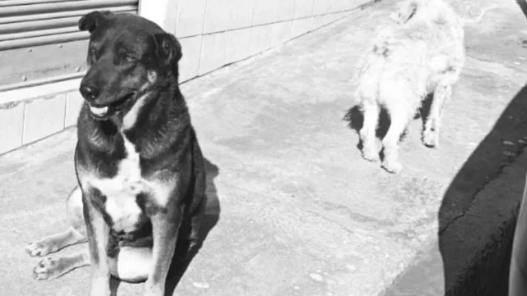 Protección de mascotas y fauna urbana promovida por fundaciones animalistas.