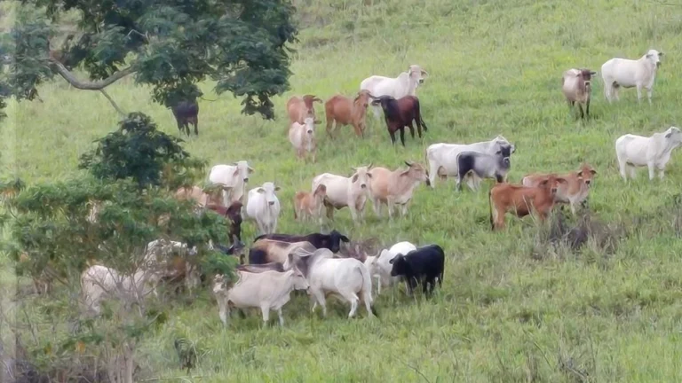 Ganado vacuno pastando en una hacienda ganadera de Manabí