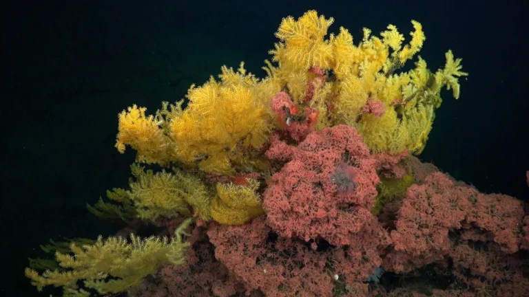 Ramificación submarina del coral árbol dorado captada por un robot sumergible