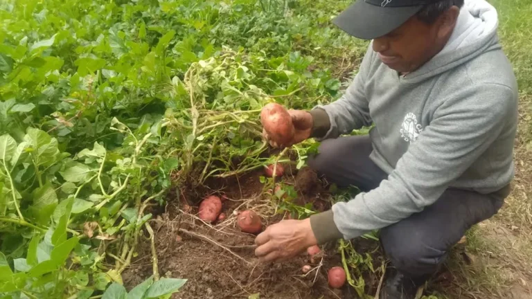 heladas plagas papa frontera norte Carchi cultivos