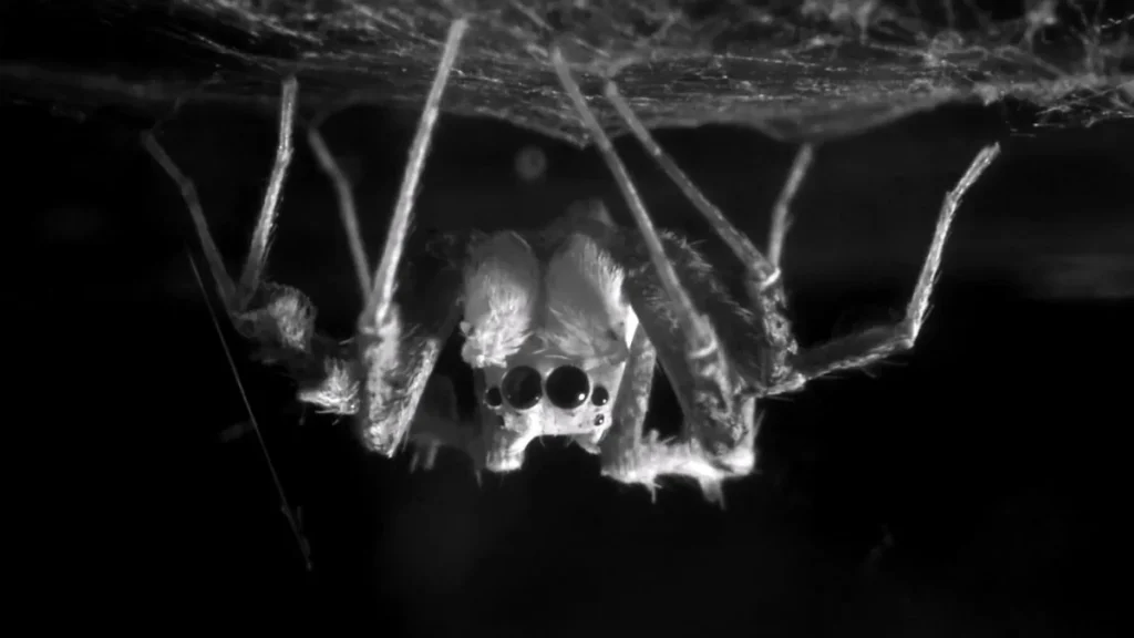 Primer plano de una araña saltarina en reposo durante el estudio biológico