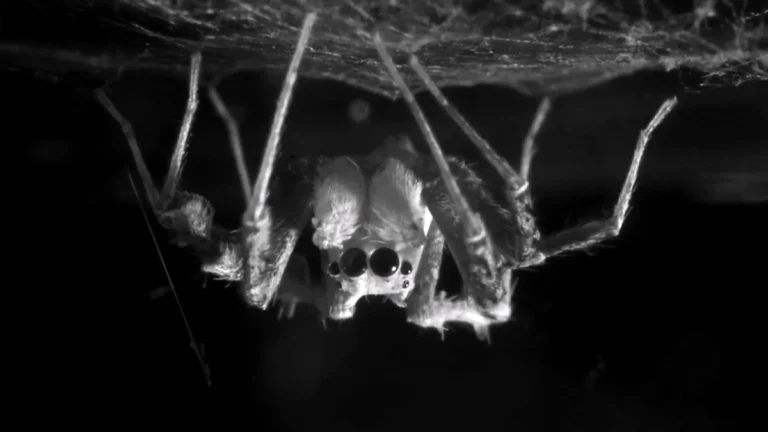 Primer plano de una araña saltarina en reposo durante el estudio biológico