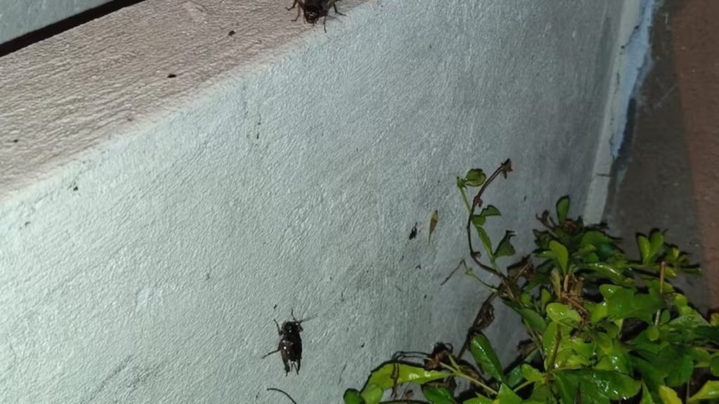 Invasion de caracoles e insectos sorprende a barrios de Guayaquil