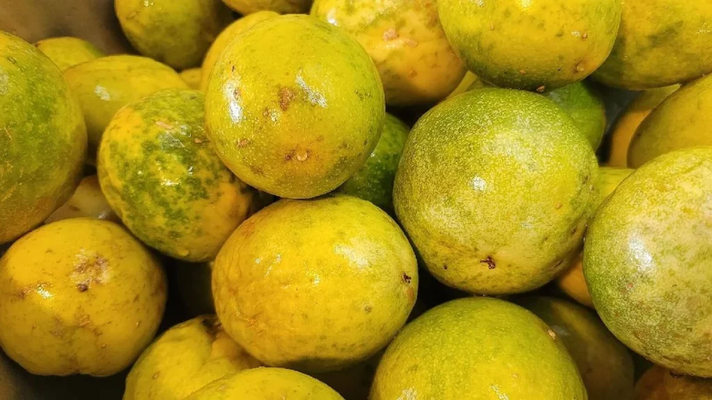 Cosecha de maracuyás frescos y pulpa procesada en planta agroindustrial ecuatoriana