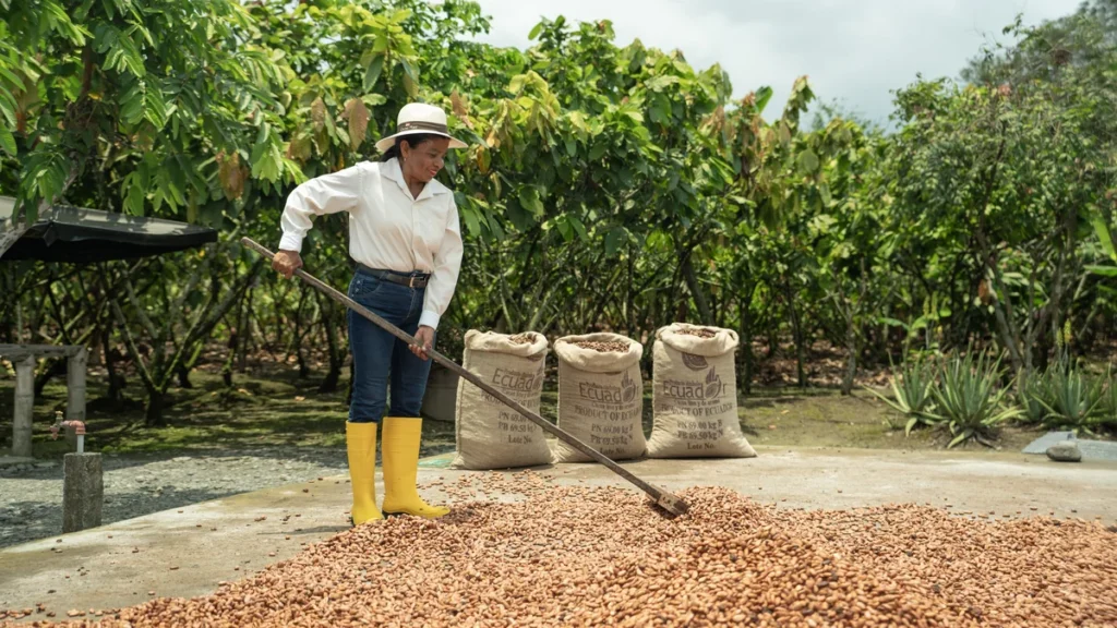 Productoras cacaoteras recibiendo capacitación técnica en el campo