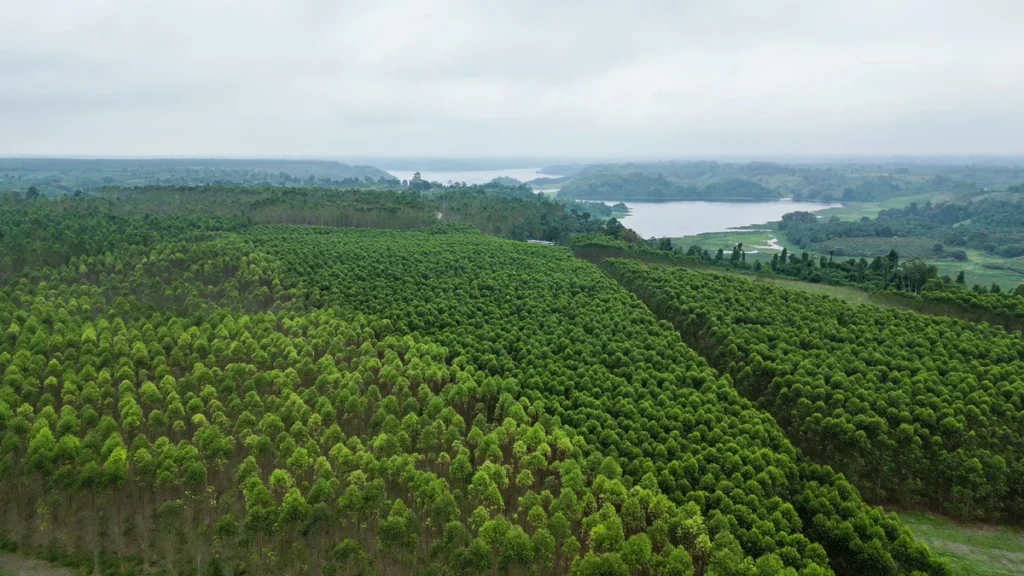 Proceso de aprovechamiento sostenible de madera en planta de Novopan