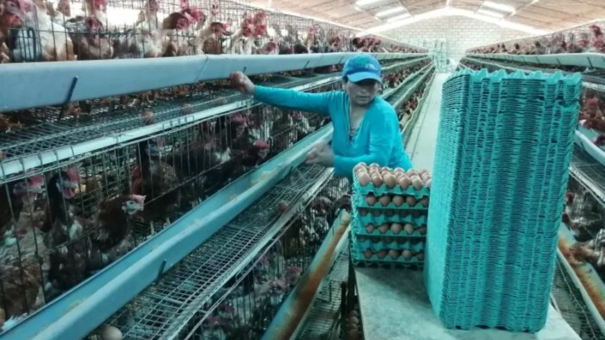 Comercialización de cubetas de huevos en mercado mayorista del centro del país