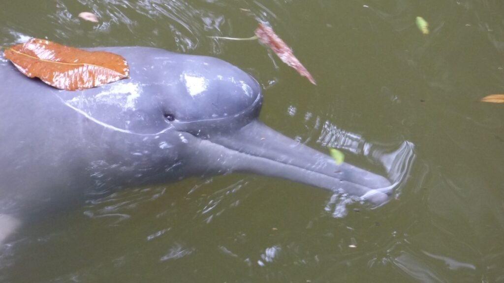 Sequía extrema por El Niño reactiva la alerta por delfines en la Amazonía