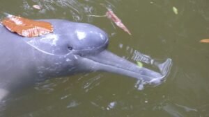 Sequía extrema por El Niño reactiva la alerta por delfines en la Amazonía