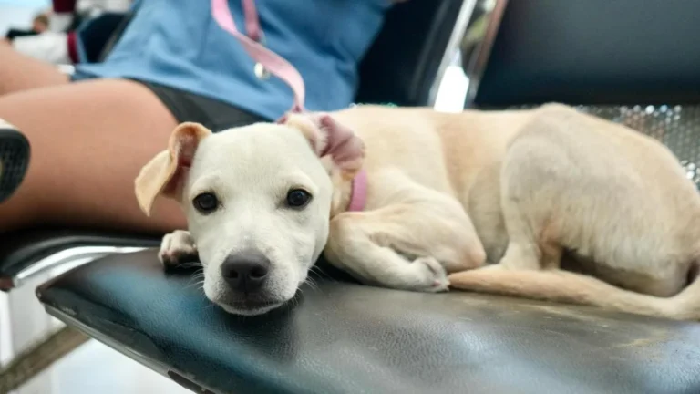 Mascotas bajo resguardo en refugio tras intensas precipitaciones en Guayaquil